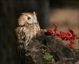 Owl;Eastern-Screech-Owl;Screech-Owl;Otus-asio;one-animal;close-up;color-image;no